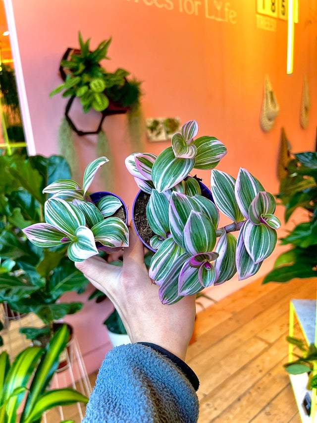 X-Small Plants | Shelf & Desk Plants | GREEN. PLANTSHOPS