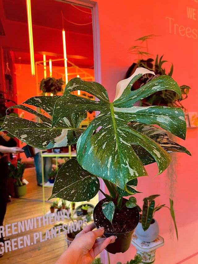Medium Plants | Houseplants | GREEN. PLANTSHOPS